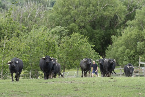 Wairiri Buffalo in the paddock
