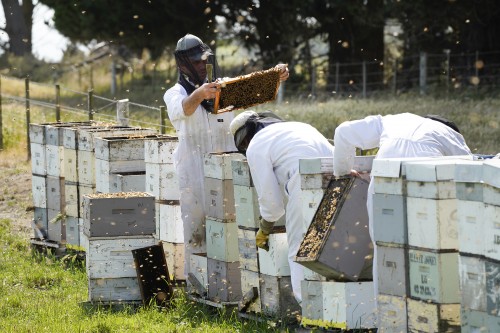 Bee keepers checking the hives at Hantz Honey